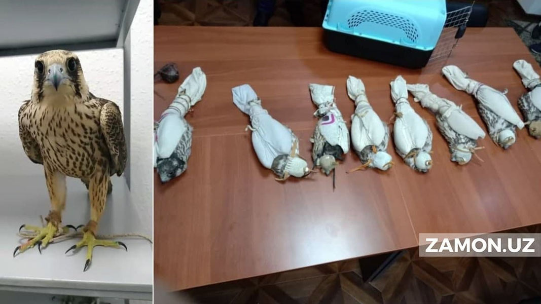 Сирдарёда лочинларни 280 миллион сўмга пулламоқчи бўлган шахслар қўлга тушди