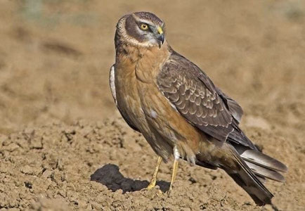 Бухорода қизил китобга киритилган чўл бўктаргиси(степной лунь) қушини сотмоқчи бўлганлар ушланди