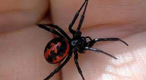 Lilyning mushuki bor