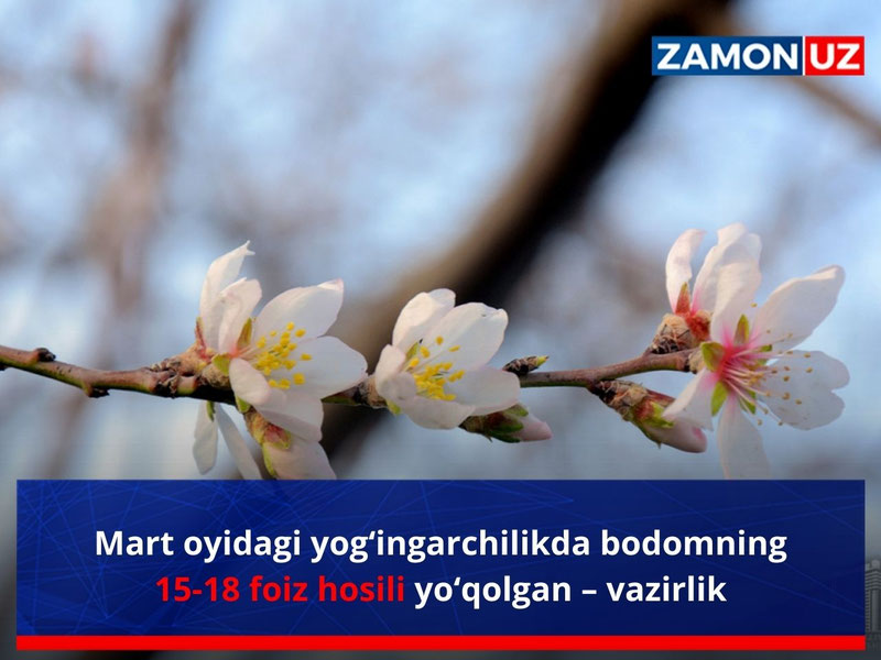 Mart oyidagi yog‘ingarchilikda bodomning 15-18 foiz hosili yo‘qolgan – vazirlik