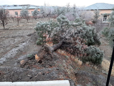 Jizzaxda kuchli shamol manzarali daraxtlarni ildizi bilan qo’porib tashladi