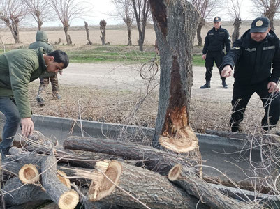 Toshkent viloyatida 64 tup daraxt noqonuniy kesib tashlandi