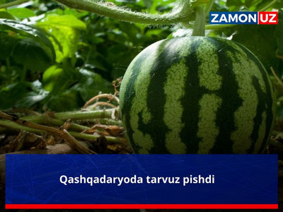 Qashqadaryoda tarvuz pishdi