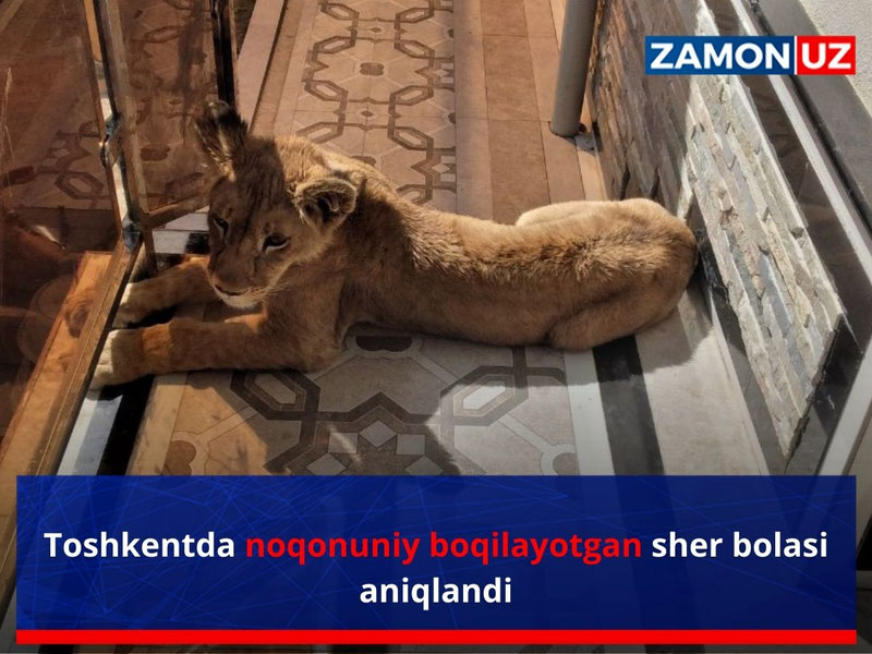 Toshkentda noqonuniy boqilayotgan sher bolasi aniqlandi