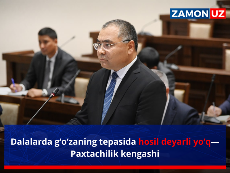 Dalalarda g‘o‘zaning tepasida hosil deyarli yo‘q—Paxtachilik kengashi