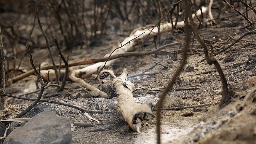 Жазоирдаги ўрмон ёнғинларида 34 киши ҳалок бўлди