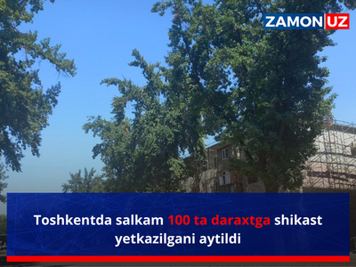 Toshkentda salkam 100 ta daraxtga shikast yetkazilgani aytildi