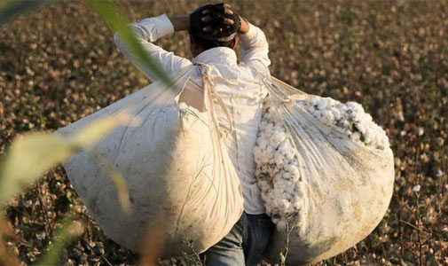 Bir kunda 50 kg paxta terib 100 mingdan ortiq pul ishlash mumkin
