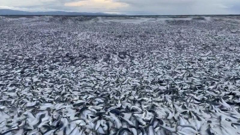 Япония қирғоқлари ўн минглаб ўлик балиқлар билан тўлди