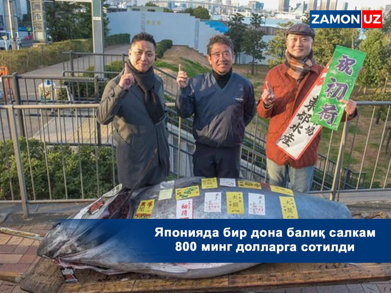 Yaponiyada bir dona baliq salkam 800 ming dollarga sotildi