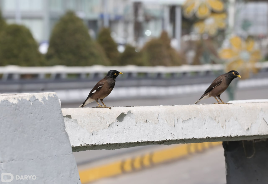 Ertaga qor tushadigan hududlar ma’lum qilindi