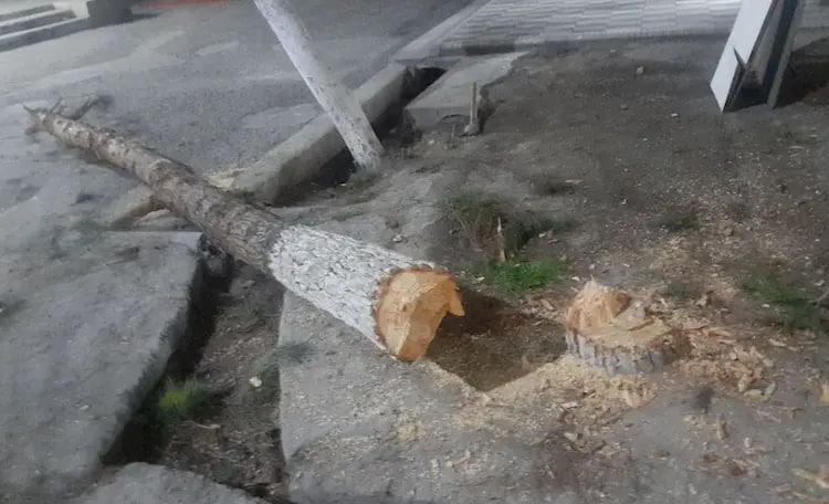 Marg‘ilonda daraxt kesgan fuqaro salkam 50 mln jarimaga tortildi