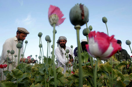 Afg‘onistonda narkotik ishlab chiqarish qisqardi?