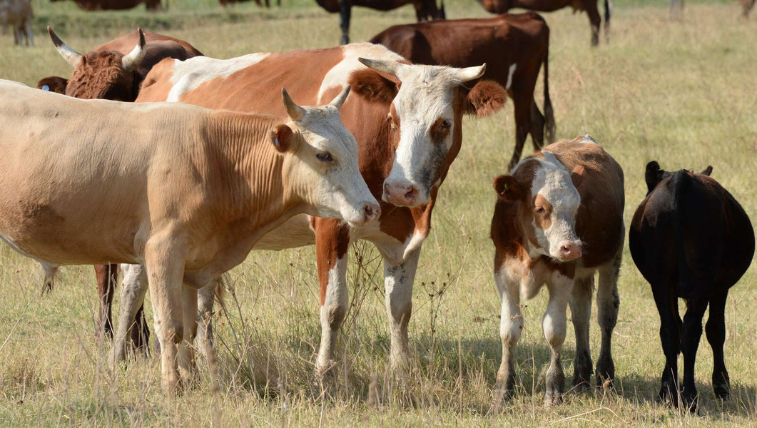 Андижондаги қорамолларда янги касаллик аниқландими?