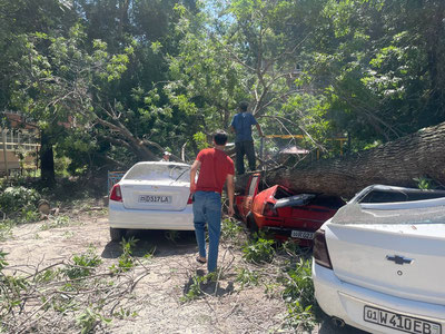 Toshkentda uchta mashina va bolalar maydonchasini daraxt bosib qoldi — foto