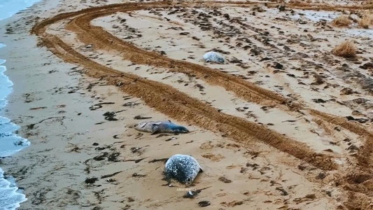 Kaspiy dengizi sohillarida mingdan ortiq o‘lik tyulenlar topildi