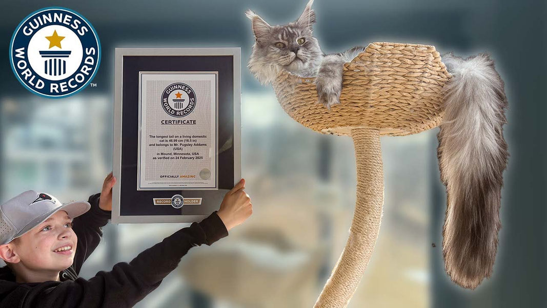 Meyn Kun mushugi Ginnesning rekordlar kitobiga kirdi
