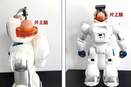 Xitoyda inson miyasi bilan boshqariladigan robot yaratildi