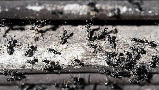 Yevropada tajovuzkor chumolilar infratuzilmalarga zarar yetkazmoqda