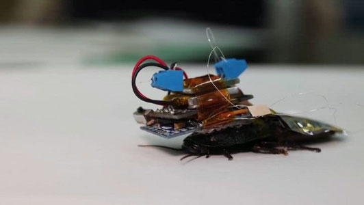 Xitoyda asalarini mikrochip yordamida masofadan boshqarish tizimi yaratildi