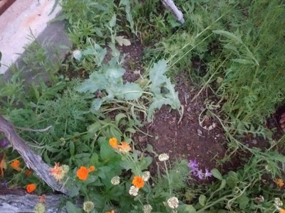 Навоийда томорқасида гиёҳвандлик ўсимликларини етиштирган шахслар ушланди