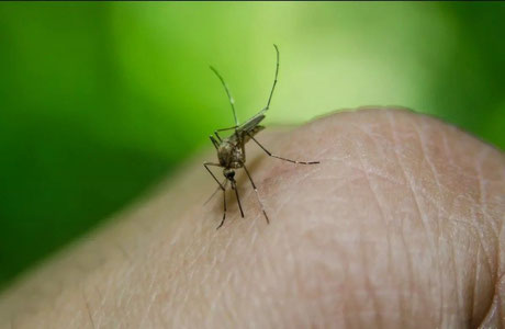 Xitoyda epidemik holat: chikungunya isitmasining minglab yuqtirish holatlari aniqlandi