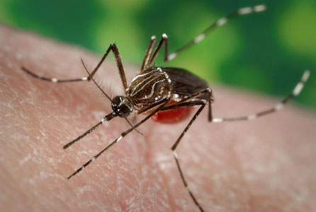 Xitoyda avj olayotgan chikungunya virusi O‘zbekistonga ham xavf solyaptimi?