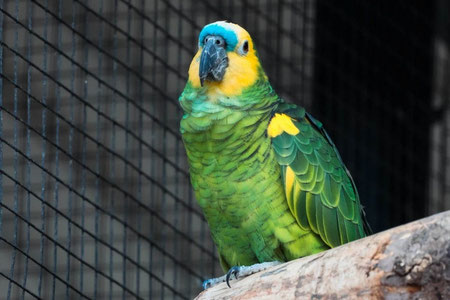 Британияда тўтиқуш наркобаронни тутишга ёрдам берди