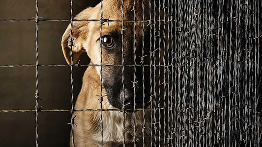 6 ойда ҳайвонларга шафқатсиз муносабатда бўлган 34 киши жавобгарликка тортилди