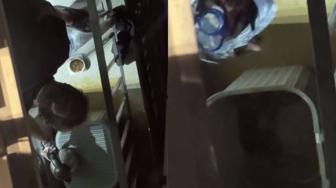 Тошкентда мушукка шафқатсизлик қилган Хитой фуқароси 5 суткага қамалди