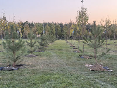 UNESCO 80 yilligiga bag‘ishlab: Samarqandda Amir Temur davridagidek bog‘lar barpo etilmoqda