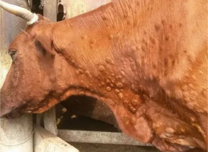 Андижонда қорамоллар орасида касаллик тарқалгани айтилмоқда