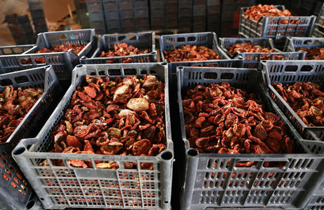 O‘zbekiston pomidor qoqisi endi Italiya bozorida