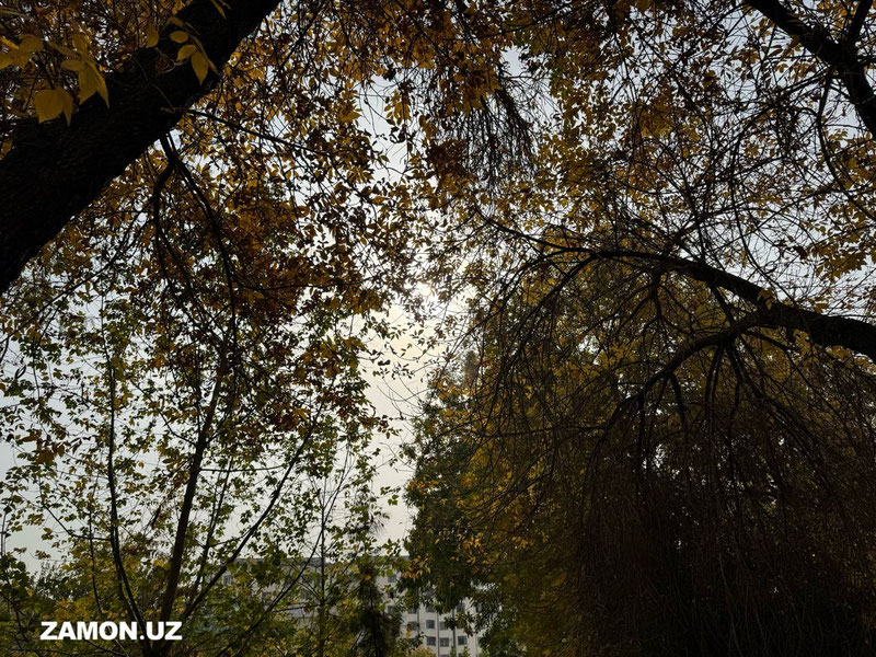 Toshkent havosi yana xavfli darajaga yetdi