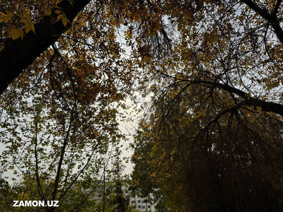 Toshkent havosi yana xavfli darajaga yetdi